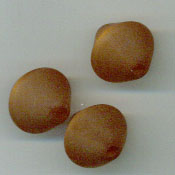 Polaris, hellbraun, doppelkegel, 2 St�ck