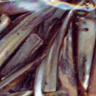 Muschelanh�nger, Zahn, braun