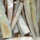 Muschelanh�nger, Zahn, weiss