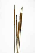 Schilfkolben 6 St�ck